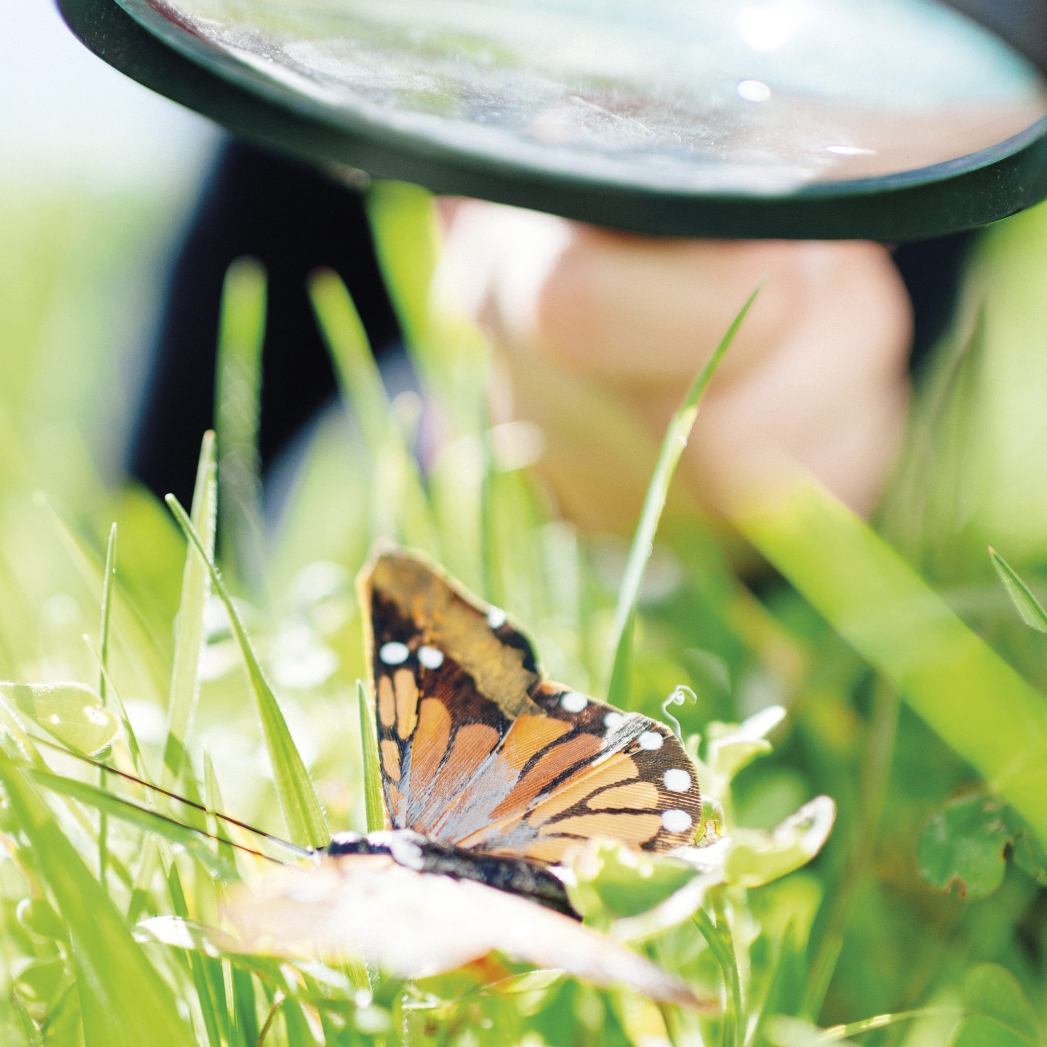 Kind betrachtet einen Schmetterling im Gras durch eine Lupe – Profilbild der Kita kinderTraum.