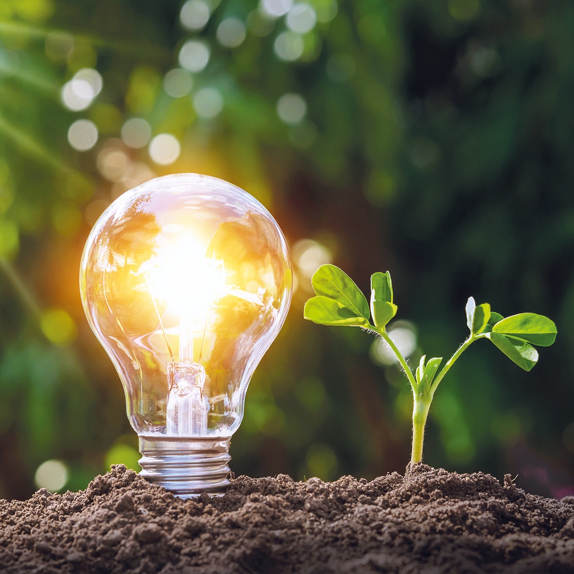 Leuchtende Glühbirne und junger Pflanzensetzling wachsen nebeneinander aus der Erde – Profilbild der Kita kinderEnergie.