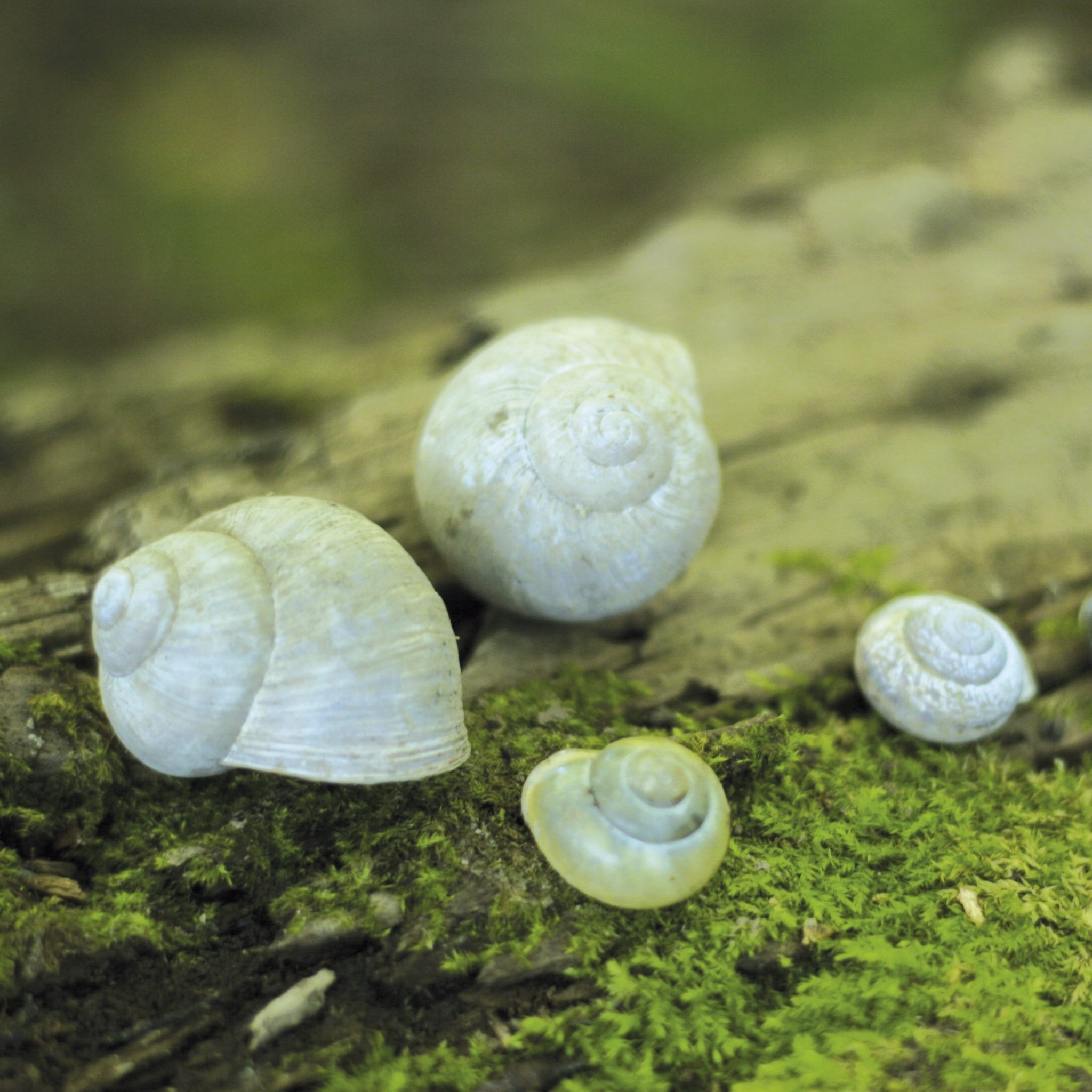 Vier unterschiedlich große Schneckenhäuser auf einem moosbewachsenen Baumstamm – Profilbild der Kita kinderWelt.