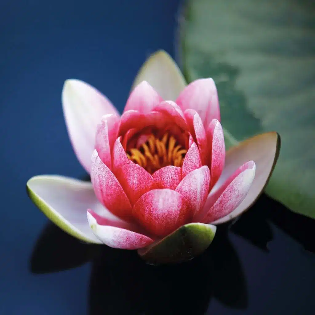 Logo der Kita kinderBlüte: rosa Seerose.