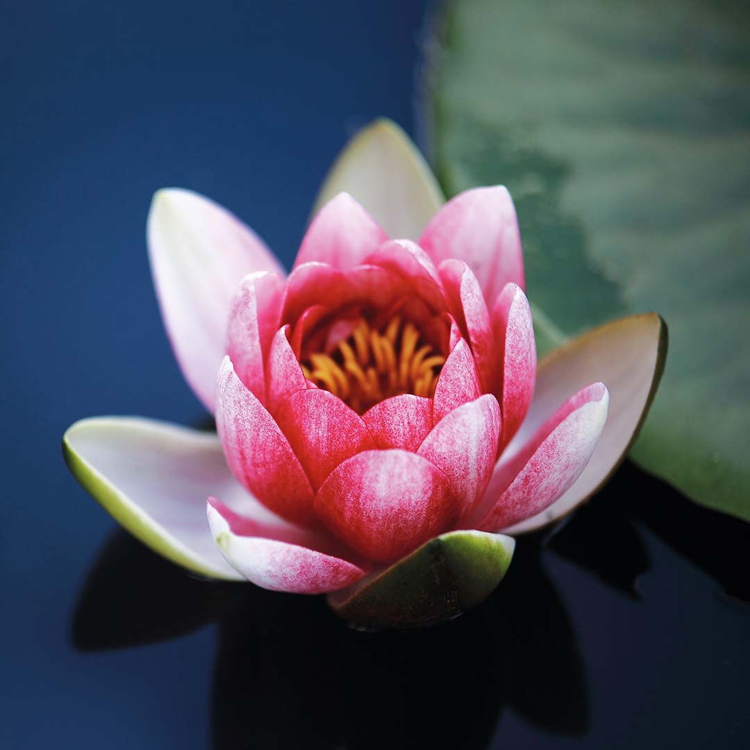 Rosa Seerose in voller Blüte auf ruhiger, dunkler Wasseroberfläche – Profilbild der Kita kinderBlüte.