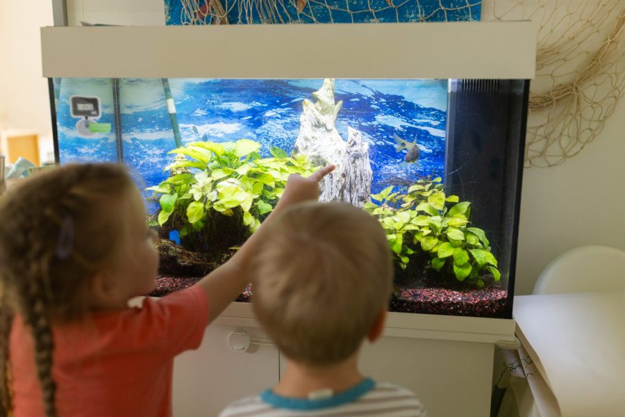 Zwei Kinder betrachten und entdecken gemeinsam ein Aquarium in einer Kindertagesstätte der bürgerhilfe ingolstadt KiTa GmbH